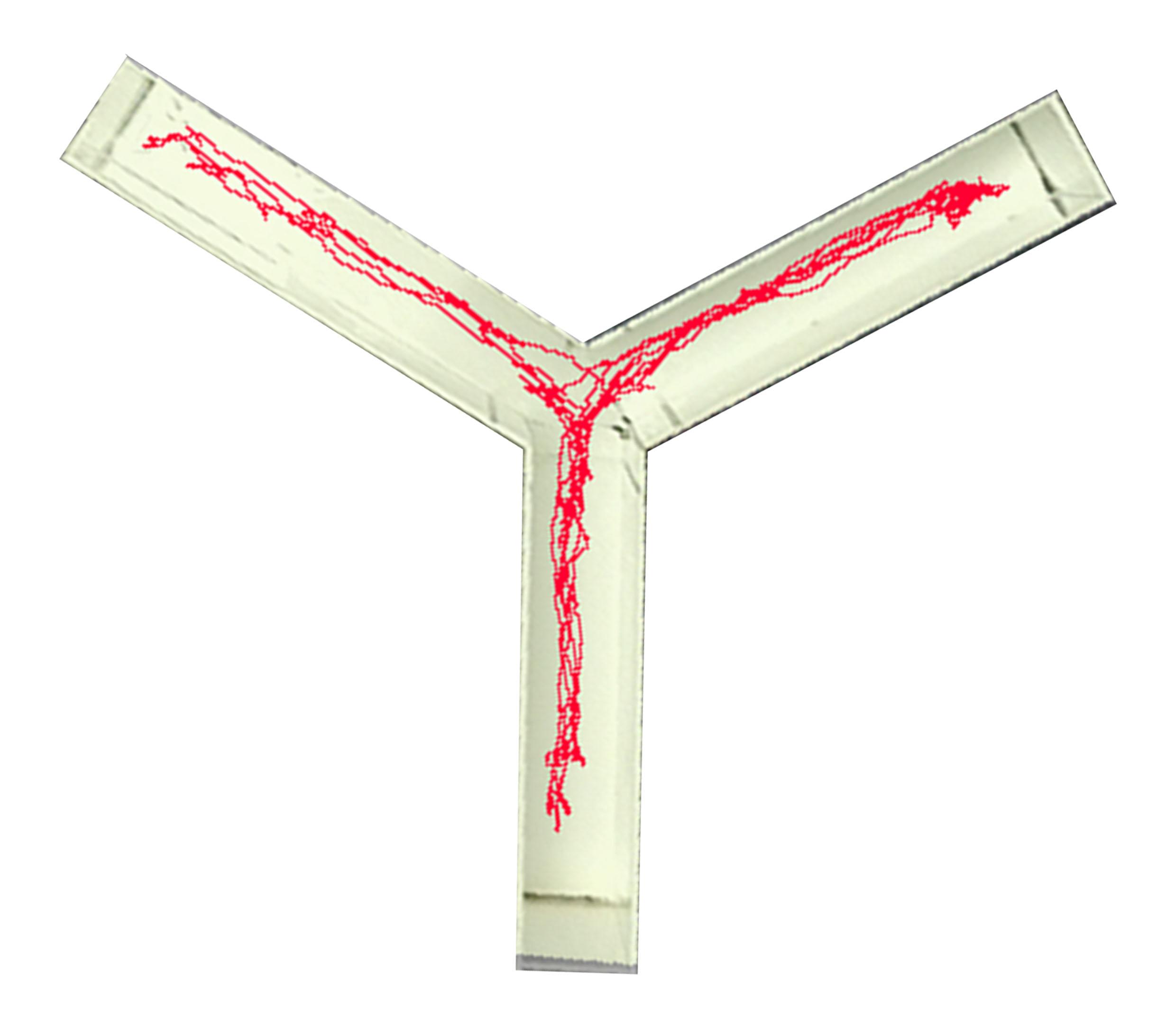 Y迷宫实验——自主交替实验