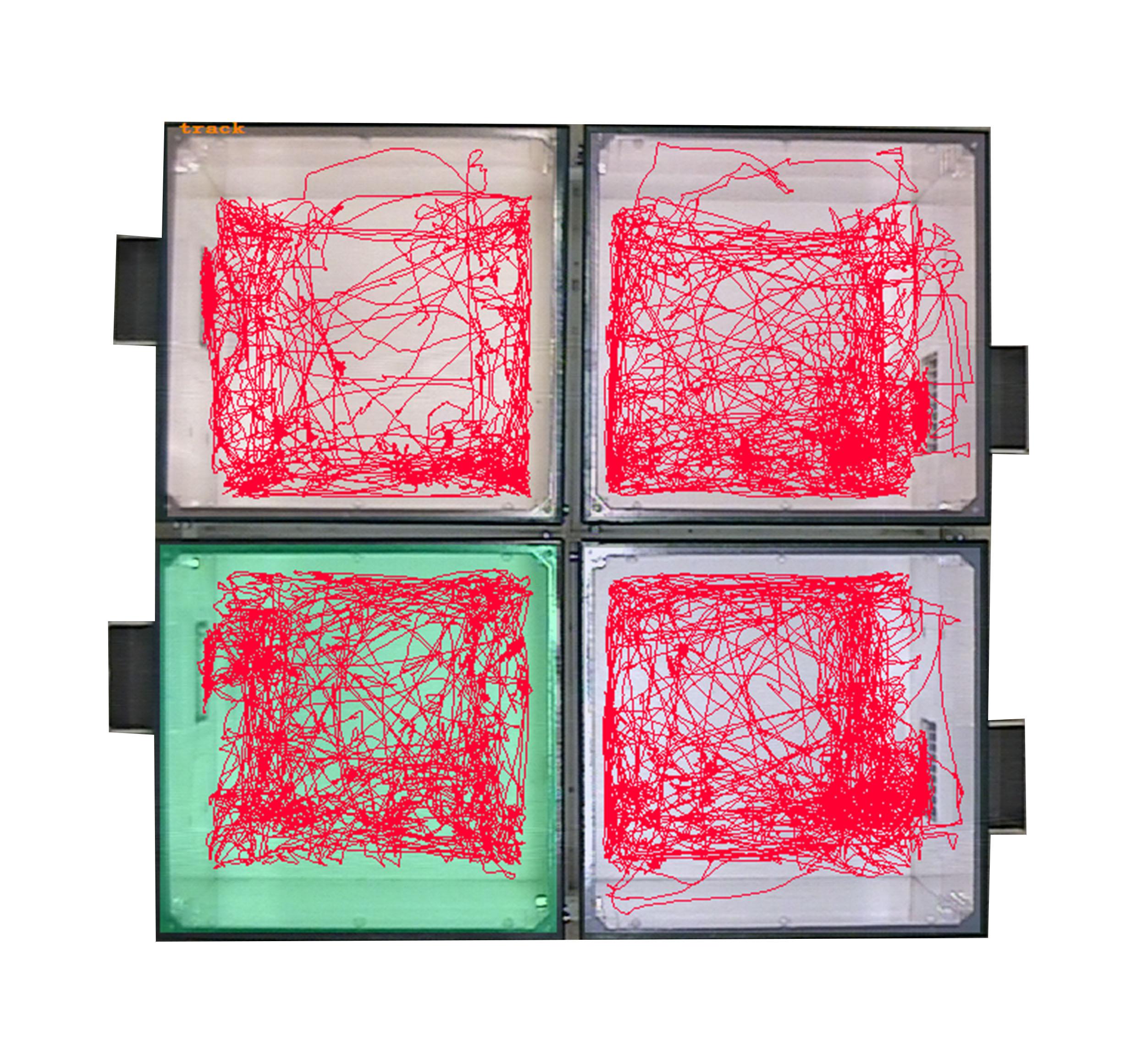 旷场实验Open field test(OFT）